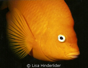 Garibaldi portrait- Catalina Island CA by Lisa Hinderlider 
